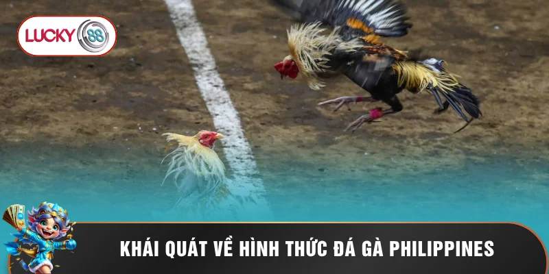 Khái quát về hình thức đá gà Philippines